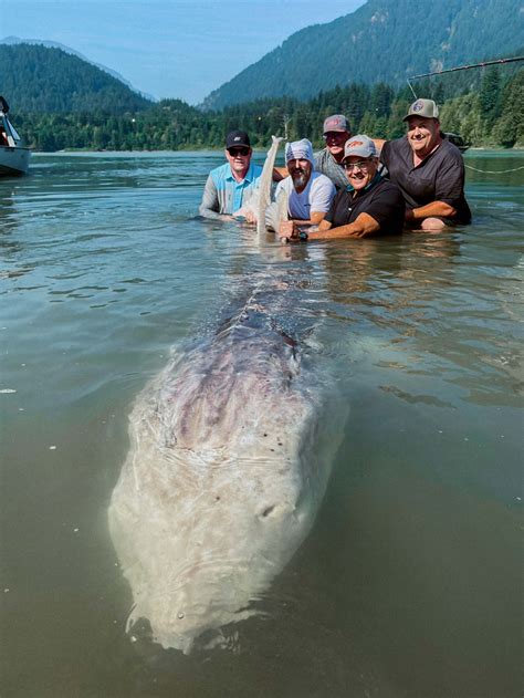 biggest freshwater fish ever caught.